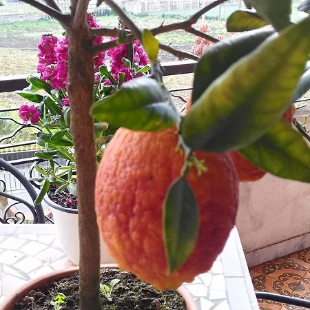 Le Cycas Bed & Breakfast